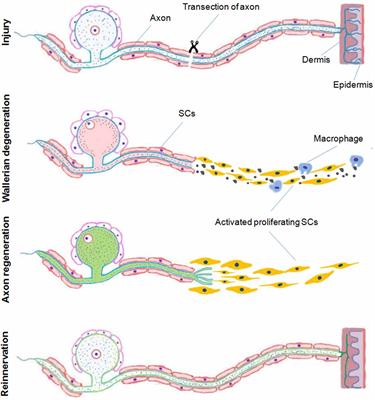 Beyond Trophic Factors: Exploiting the Intrinsic Regenerative Properties of Adult Neurons